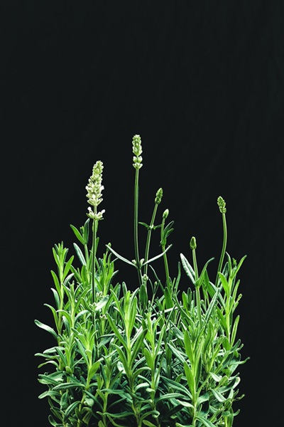 Vertical closeup shot of white lavender flowers isolated on a black background